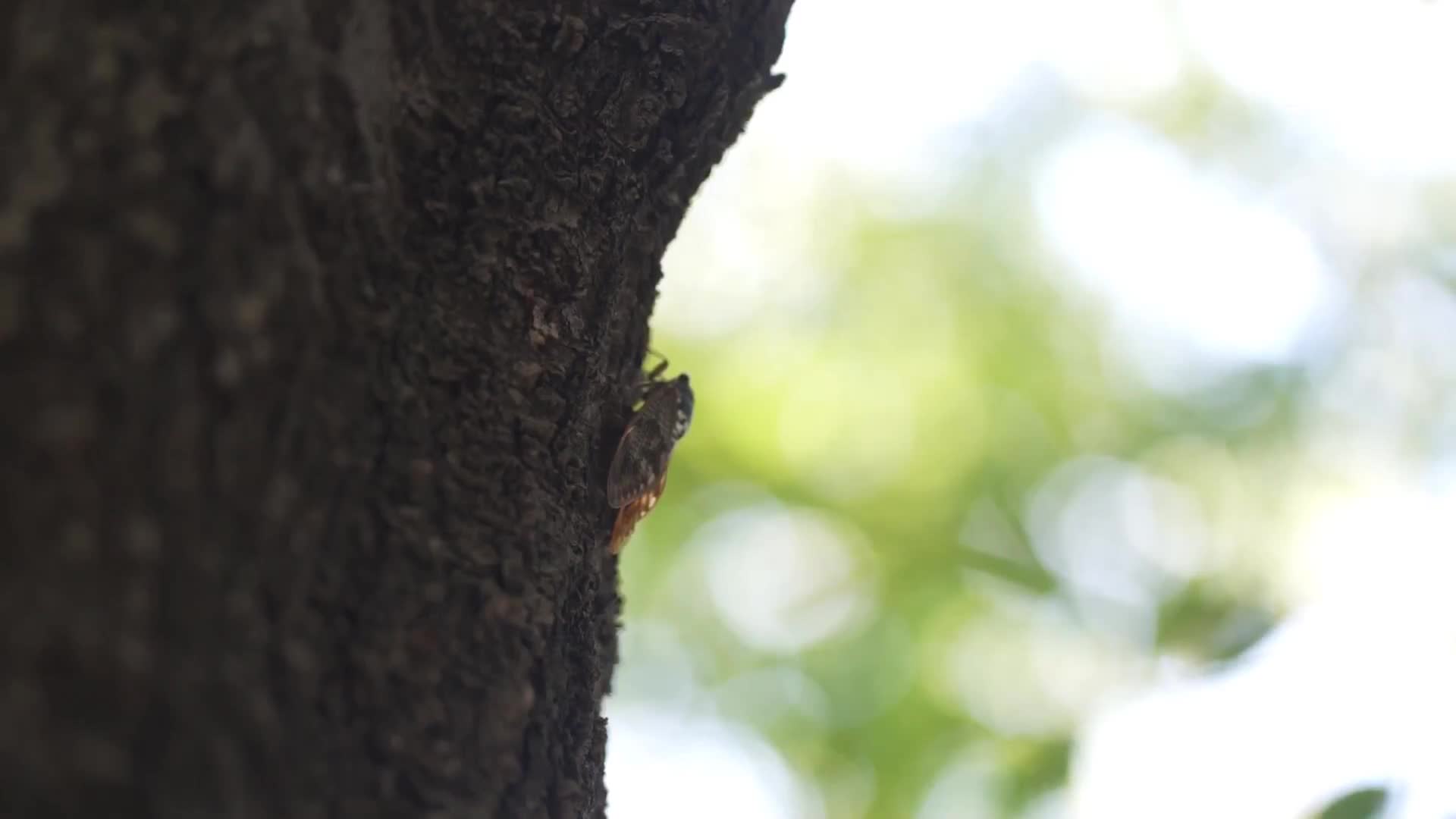 [AI解碼版]只知道手淫的朋友試圖幫助性慾怪物兒子，卻被無敵追擊槍擊的前約炮辣妹 長濱蜜璃 - AV大平台 - 中文字幕，成人影片，AV，國產，線上看
